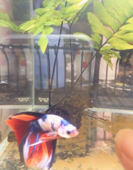 เปิดบ้าน "ออย ธนา" กับการเลี้ยงปลากัด นอกจากความสวยงามแล้วยังเสริมมงคล