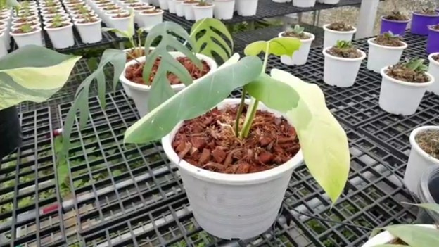 ตัวท็อป 10 ต้นไม้ราคาแรง แพงพอๆ กับทองคำ ที่อุดมการ์เด้น ราชบุรี