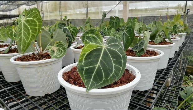 ตัวท็อป 10 ต้นไม้ราคาแรง แพงพอๆ กับทองคำ ที่อุดมการ์เด้น ราชบุรี