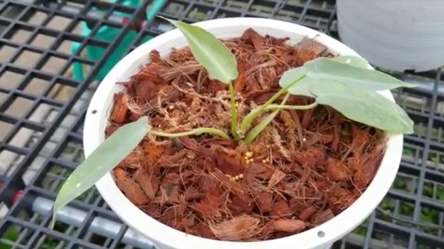 ตัวท็อป 10 ต้นไม้ราคาแรง แพงพอๆ กับทองคำ ที่อุดมการ์เด้น ราชบุรี