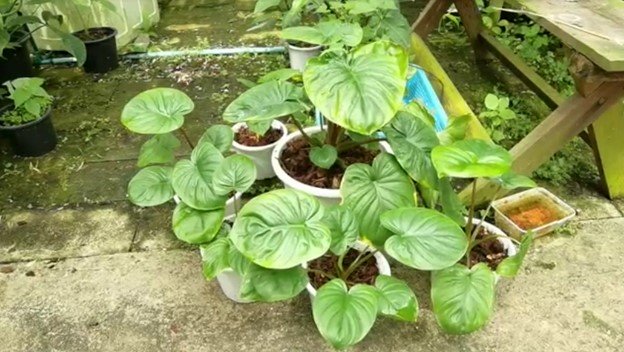 ตัวท็อป 10 ต้นไม้ราคาแรง แพงพอๆ กับทองคำ ที่อุดมการ์เด้น ราชบุรี