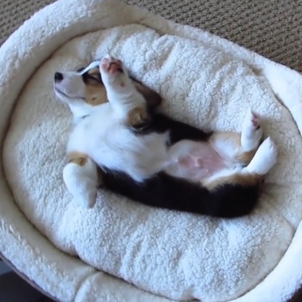 เปิดเรือนหอสไตล์อบอุ่น หวานๆ ของ "เบลล์ นันทิตา" หรือ "เบลล์ 2 เสียง" Thailand's Got Talent