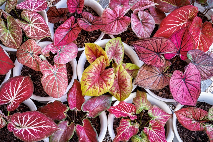 รู้จัก "บอนสี" ราชินีไม้ใบในกระแส มีกี่ประเภท ต้องปลูกและดูแลอย่างไร