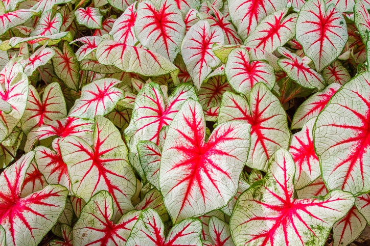 รู้จัก "บอนสี" ราชินีไม้ใบในกระแส มีกี่ประเภท ต้องปลูกและดูแลอย่างไร