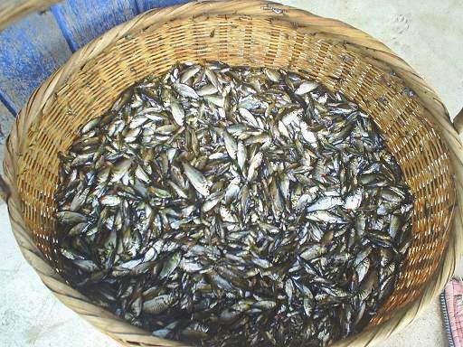 วิธีเลี้ยงปลาซิวเพื่อประกอบอาชีพ เลี้ยงง่าย ใช้พื้นที่ไม่มาก เปิดโอกาสสร้างรายได้อย่างยั่งยืน