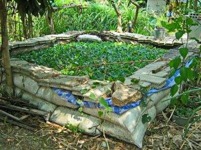 วิธีเลี้ยงปลาซิวเพื่อประกอบอาชีพ เลี้ยงง่าย ใช้พื้นที่ไม่มาก เปิดโอกาสสร้างรายได้อย่างยั่งยืน