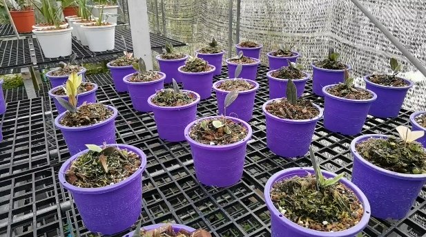 รู้จัก "กวักมรกตด่าง" ไม้ใบด่าง เลี้ยงง่าย โตไว ราคาไม่ธรรมดา