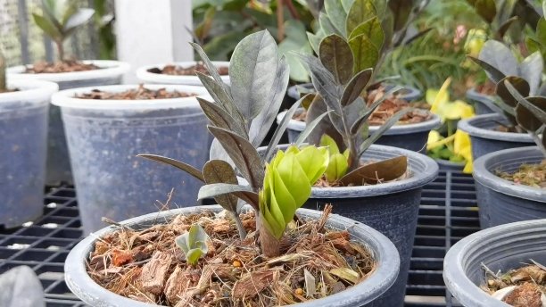 รู้จัก "กวักมรกตด่าง" ไม้ใบด่าง เลี้ยงง่าย โตไว ราคาไม่ธรรมดา