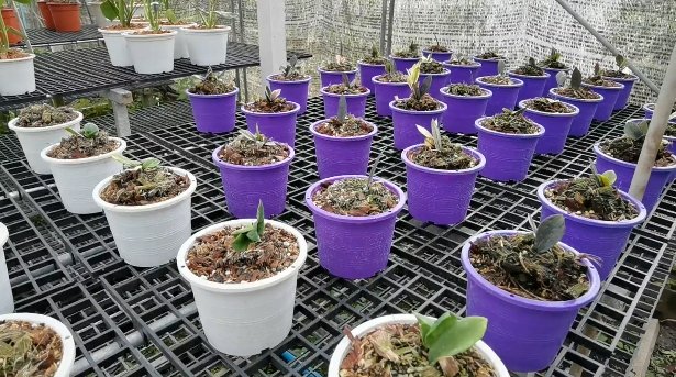 รู้จัก "กวักมรกตด่าง" ไม้ใบด่าง เลี้ยงง่าย โตไว ราคาไม่ธรรมดา