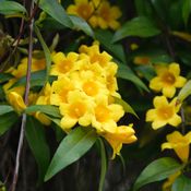 ดอกไม้ไทยมีพิษ