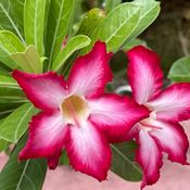 ดอกไม้ไทยมีพิษ