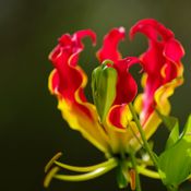 ดอกไม้ไทยมีพิษ