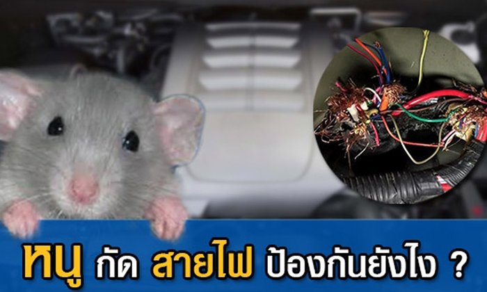 หนูกัดสายไฟ ป้องกันยังไงดี?