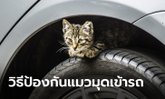 วิธีป้องกัน “แมว” ไม่ให้มุดเข้าไปในห้องเครื่องยนต์