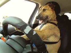 สุดยอดของความเทพ เมื่อสุนัขขับรถ