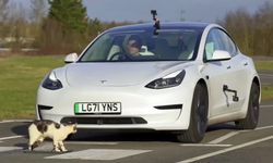 มองเราหน่อยนุด! ผลทดสอบชี้ระบบช่วยเบรกใน Tesla Model 3 ตรวจจับ "แมว" ไม่ได้