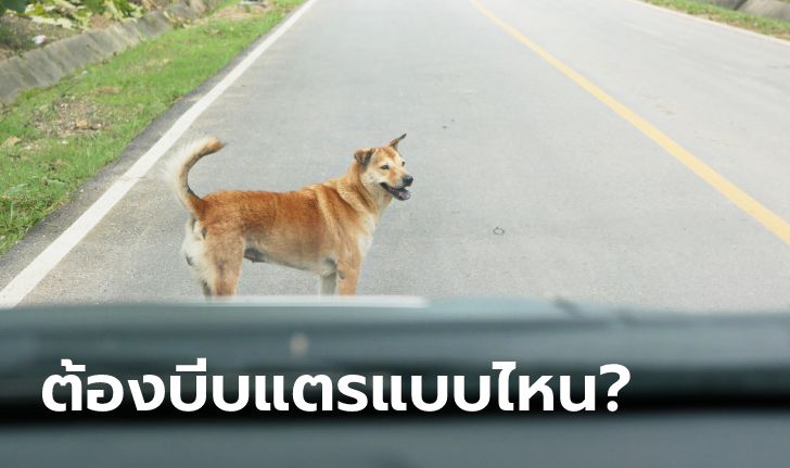 หมาแมววิ่งตัดหน้ารถควรบีบแตรอย่างไรจึงจะถูกต้อง?