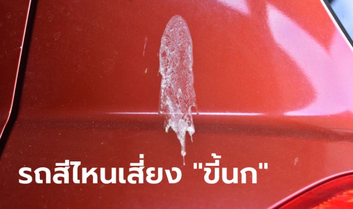 เกิดมาเพิ่งรู้! รถสีไหนเสี่ยงโดน "ขี้นก" มากที่สุด?