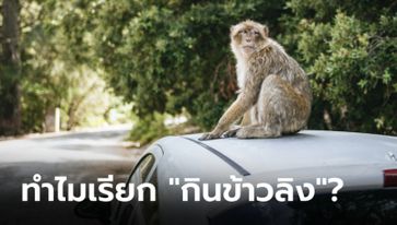 เพิ่งรู้ความหมาย "กินข้าวลิง" รถเสียกลางทาง ทำไมต้องเรียกแบบนี้