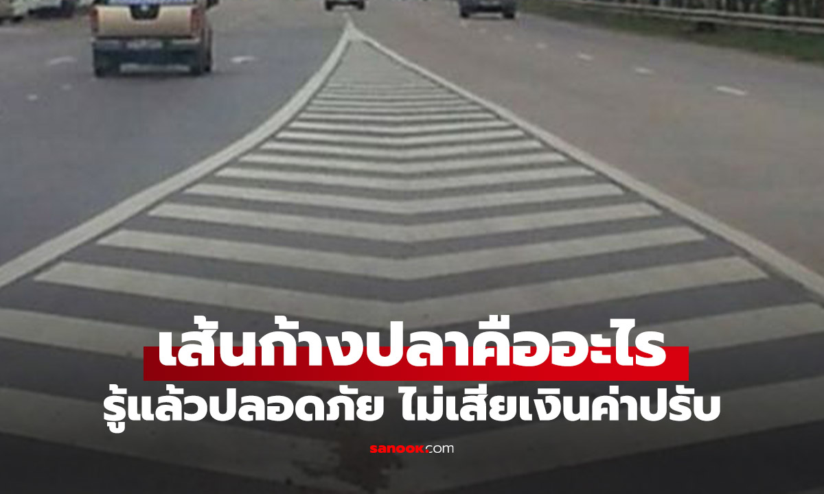 เส้นก้างปลา คืออะไร รู้แล้วใช้เป็นปลอดภัยแน่นอน
