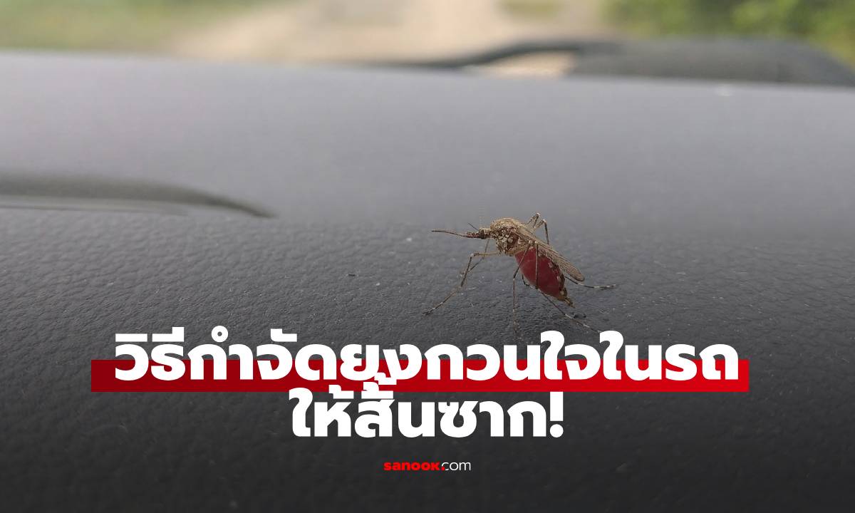 กำจัดยุงกวนใจในรถให้สิ้นซาก!  4 วิธีง่าย ๆ ที่คุณทำได้ทันที