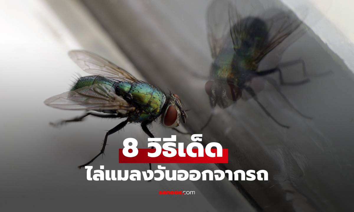 8 วิธีเด็ด ไล่แมลงวันออกจากรถ ให้หมดปัญหากวนใจอย่างปลอดภัย