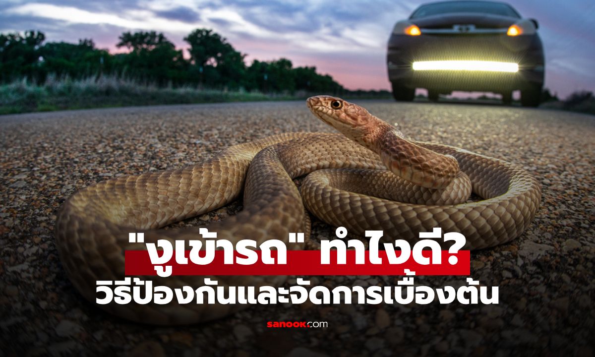 งูเข้ารถยนต์ ทำไงดี? รวมวิธีป้องกันและการจัดการเบื้องต้นอย่างถูกวิธี