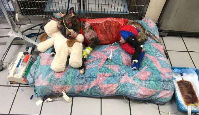 အေမရိကန္တြင္ ေခြးတစ္ေကာင္အား အရွင္လတ္လတ္မီးရႈိ႔သတ္မႈျဖင့္ ရုုံးတင္တရားစြဲဆိုု စစ္ေဆးခံရသူမွာ မွားယြင္းေနဟုု တရားစြဲဆိုုခံရသူ၏ ဇနီးက ထြက္ဆိုု