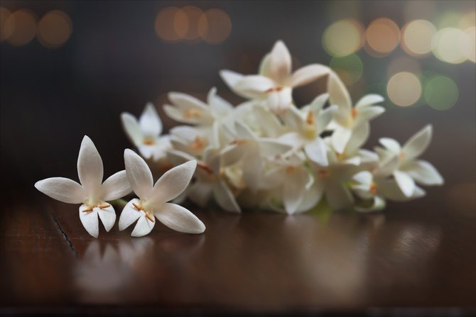 ดอกมะลิ ดอกมะลิ