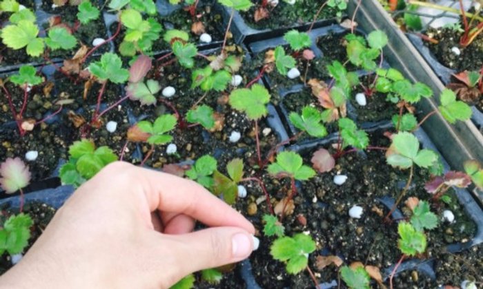 รู้จักโครงการแลกเปลี่ยนวัฒนธรรม WWOOF JAPAN