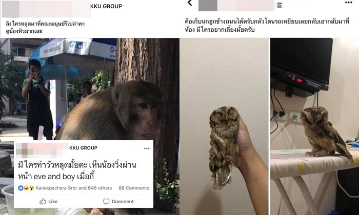 รวม "สัตว์หลุดใน มข." หลุดตั้งแต่วัวยันหมูป่า! นี่มหาวิทยาลัยหรือสวนสัตว์กันแน่?