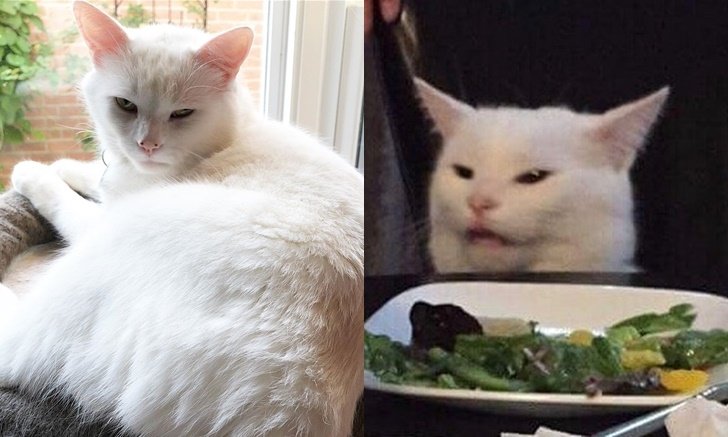 เปิดวาร์ป "Smudge" แมวจากมีม ผู้หญิงโวยวายใส่แมว สุดโด่งดัง ที่หลายคนเคยเห็น