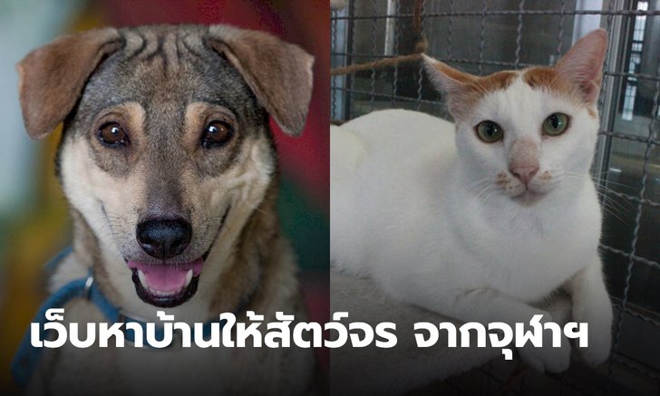 นิสิตสัตวแพทยศาสตร์ จุฬาฯ สร้างโปรเจค เว็บไซต์ช่วยหาบ้านให้หมาแมวจรจัด ลดปัญหาสังคม