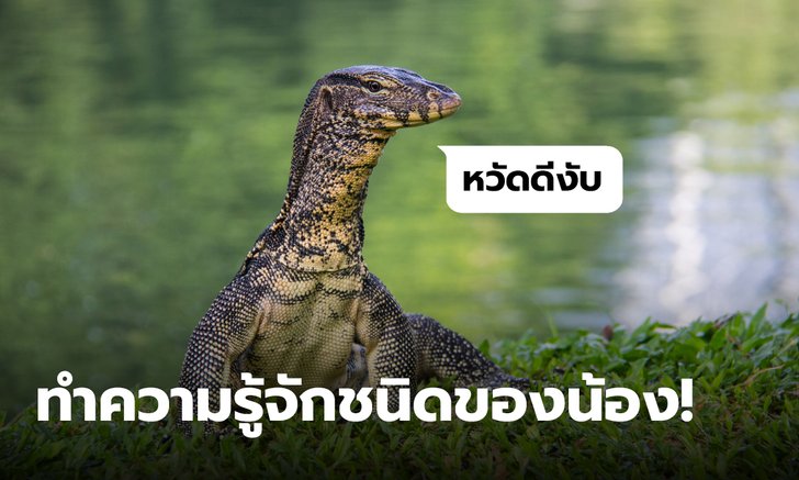 เป็นเหี้ยอะไร? รวมชนิดของน้องเหี้ยที่พบในไทย ควรรู้ไว้จำแนกประเภท