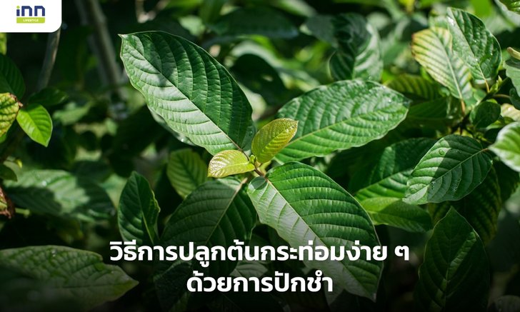 วิธีการปลูกต้นกระท่อมง่ายๆ ด้วยการปักชำ