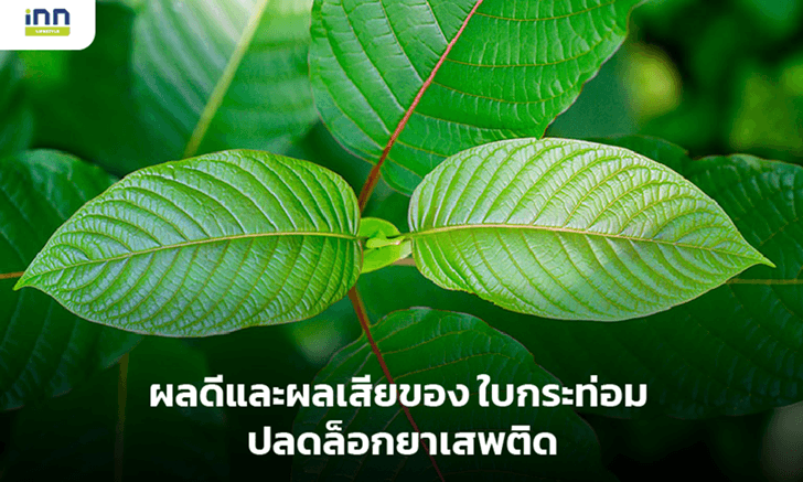 ผลดีและผลเสียของใบกระท่อม ปลดล็อกยาเสพติด