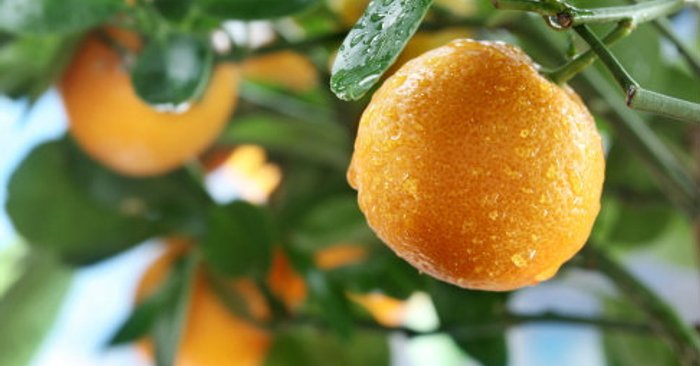 6 ข้อดีของผลไม้สารพัดส้ม