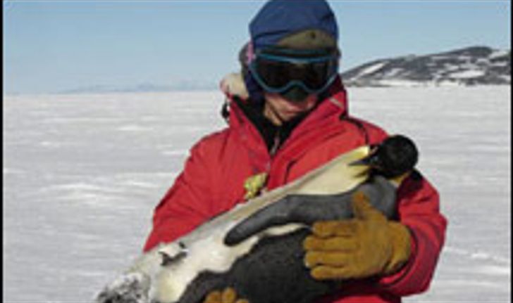 วิกฤติแล้ว! โลกร้อน ลูกเพนกวินแข็งตาย