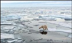 ขั้วโลกเหนืออาจไม่มีน้ำแข็งเหลืออยู่ใน1 ปีนี้