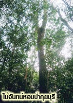 ไมม้จันทน์หอม