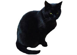 แมวดำ ใครว่าเป็นลางร้าย