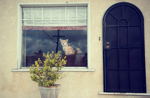 ภาพถ่ายสัตว์เลี้ยงแสนน่ารัก ณ ริมหน้าต่าง