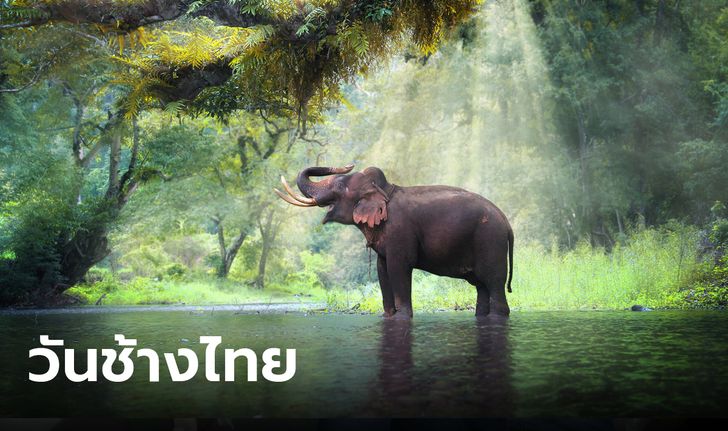 เปิดประวัติ "วันช้างไทย" ความสำคัญของช้างไทย 13 มีนาคมของทุกปี
