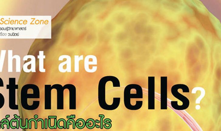เซลล์ต้นกำเนิดคืออะไร