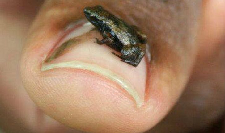 กบเล็กที่สุดในโลก"การ์ดิเนอร์ส ฟร็อก" ใช้"ปาก"ในการฟังเสียง