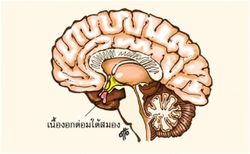 รู้จักโรค "คุชชิ่ง" อาการอ้วน กลม พุงยื่น ผิดปกติ