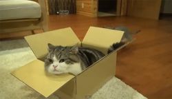 มารุ แมวชอบกล่อง ขวัญใจชาวโซเชียล