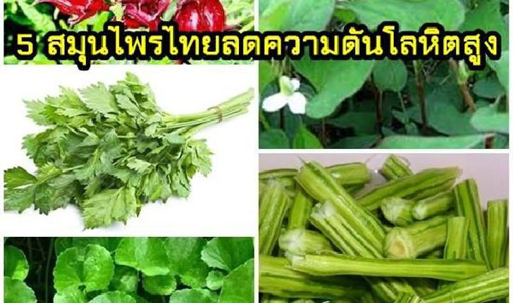 เผย 5 สมุนไพรลดความดันโลหิตสูง ที่คุณคาดไม่ถึง