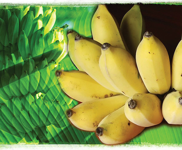 "กล้วย" พืชประโยชน์สารพัดนึก แต่หากบริโภคไม่คิด มีสิทธิ์ถึง "ตาย"