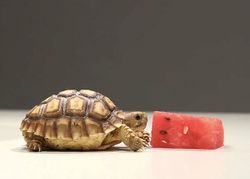 ไม่ดูถือว่าพลาด!! เต่าน้อยกินแตงโม